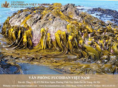 Nguồn gốc và công dụng của tảo nâu Durvillaea